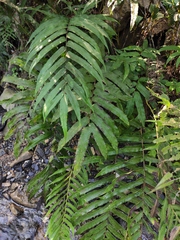 Menisciopsis penangiana