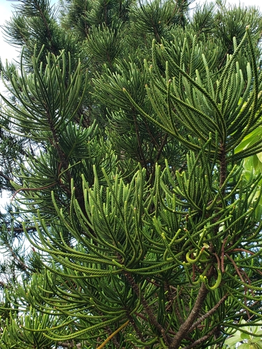 Cook pine