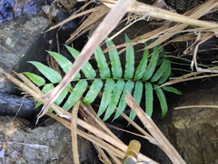 Menisciopsis penangiana