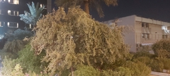 Olea europaea europaea