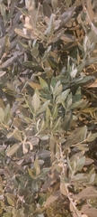 Olea europaea europaea