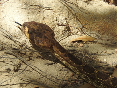 Crotalus ruber lucasensis