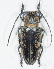 Freadelpha principalis