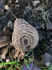 Monilinia fructigena