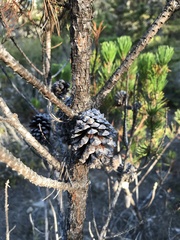 Pinus contorta bolanderi