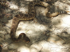 Crotalus ruber lucasensis