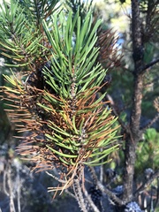 Pinus contorta bolanderi