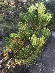 Pinus contorta bolanderi