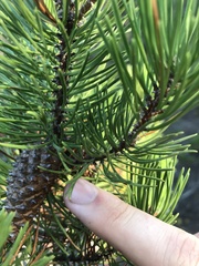 Pinus contorta bolanderi