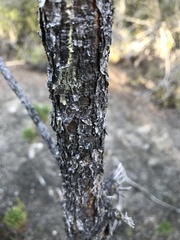 Pinus contorta bolanderi