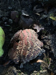 Monilinia fructigena