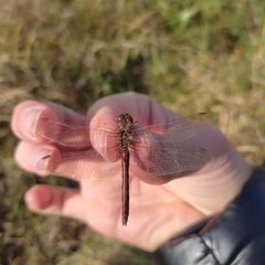 Sympetrum vulgatum