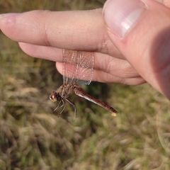 Sympetrum vulgatum