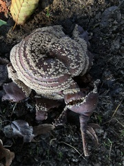 Monilinia fructigena