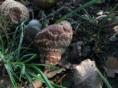 Monilinia fructigena