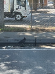 Corvus brachyrhynchos