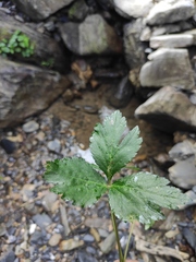 Sanicula chinensis