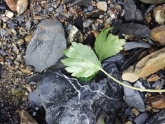Sanicula chinensis