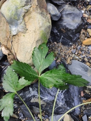 Sanicula chinensis