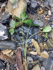 Sanicula chinensis