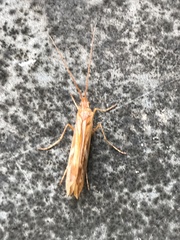 Limnephilus lunatus