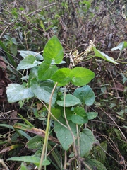Codonopsis javanica japonica
