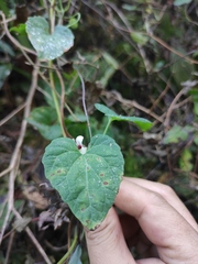 Codonopsis javanica japonica