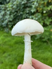Leucoagaricus leucothites