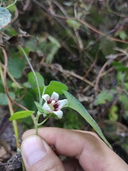 Codonopsis javanica japonica