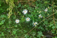 Aster incisus
