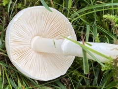 Leucoagaricus leucothites