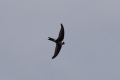 Aeronautes andecolus