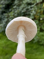 Leucoagaricus leucothites