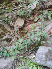 Persicaria filiformis