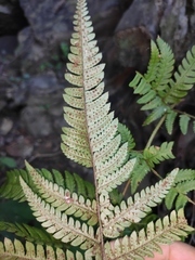Dryopteris varia