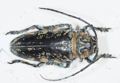 Freadelpha principalis