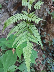 Dryopteris varia
