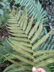 Pseudocyclosorus subochthodes