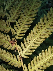 Pseudocyclosorus subochthodes