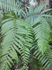 Pseudocyclosorus subochthodes