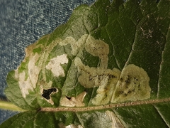 Apteropeda