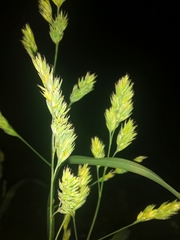 Dactylis glomerata