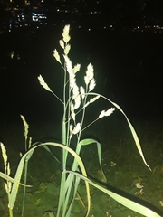 Dactylis glomerata