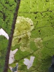 Apteropeda
