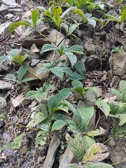 Parthenocissus laetevirens