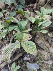 Parthenocissus laetevirens