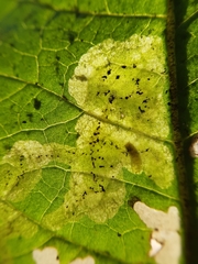 Apteropeda