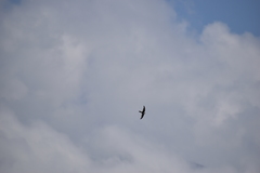 Aeronautes andecolus