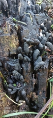 Xylaria nigrescens