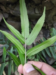 Menisciopsis penangiana